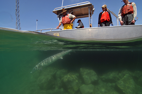 U.S. Fish and Wildlife boat releasing a large fish into clean, clear water.